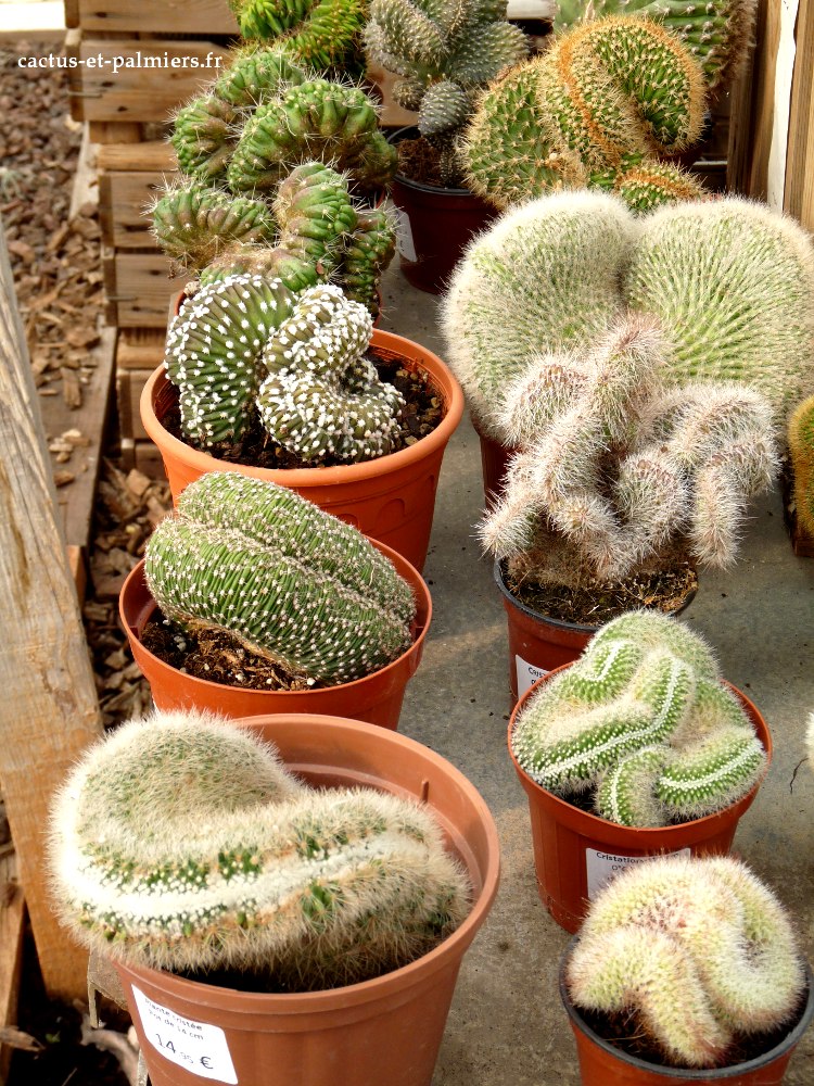 Exemples de cristations sur des cactus