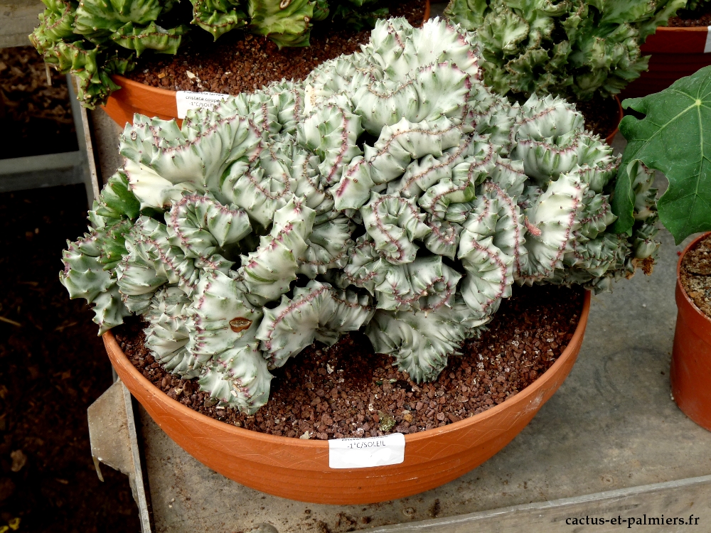 Exemple de monstruosité chez Euphorbia lactea 'Cristata'