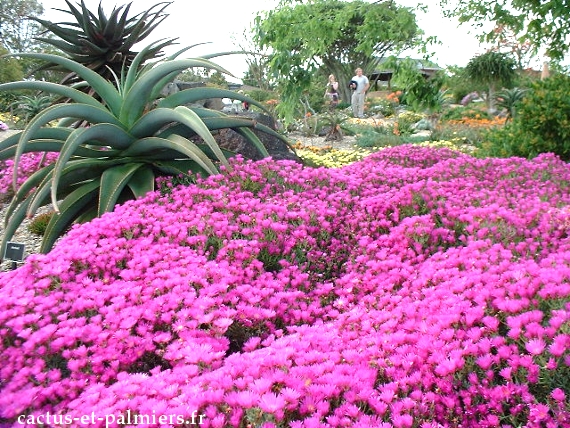 La ferme aux cactus - savoir faire des massifs de plantes succulentes