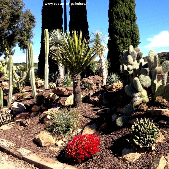 La ferme aux cactus - Un exemple de rocaille de cactus et plantes grasses