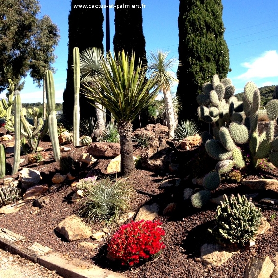 Autocollants Muraux Cactus Et Plantes Grasses - 4 Feuilles 21x30 Cm - Vinyle Amovible Sans Trace - Déco Botanique