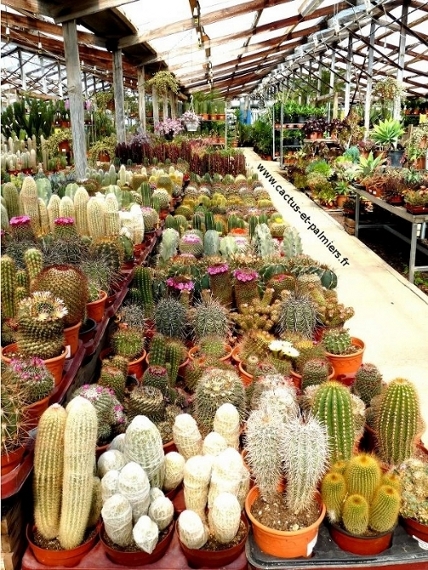 La ferme aux cactus - Un large choix de cactus et plantes grasses