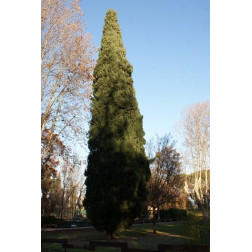 Cupressus sempervirens totem