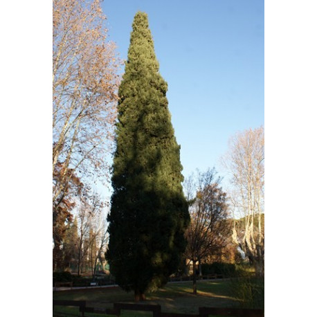 Cupressus sempervirens totem