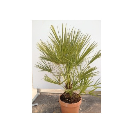 Chamaerops humilis