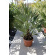 Chamaerops humilis