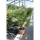 Chamaerops humilis