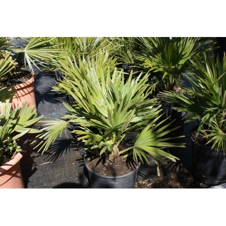 Chamaerops humilis vulcano