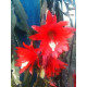 Epiphyllum ackermannii 