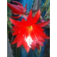 Epiphyllum ackermannii 