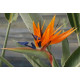 Strelitzia reginae