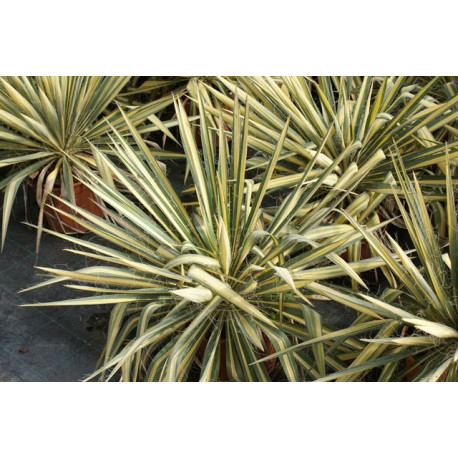 Yucca filamentosa