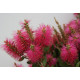 Callistemon laevis bright pink