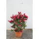 Callistemon laevis bright pink