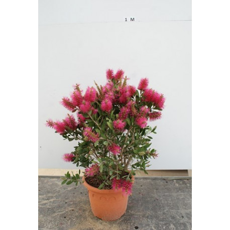 Callistemon laevis bright pink