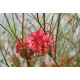 Grevillea johnsonii