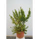 Myrtus communis 'Tarentina'