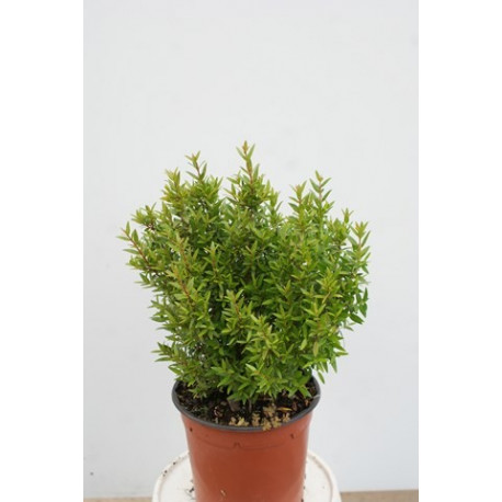 Myrtus communis 'Tarentina'