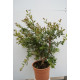 Myrtus communis 'Tarentina'