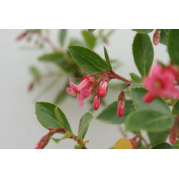 Escallonia macrantha 'rubra'