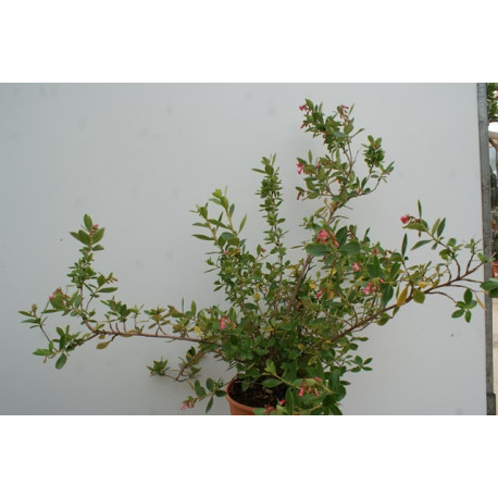 Escallonia macrantha 'rubra'