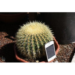 Echinocactus grusonii 