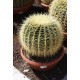 Echinocactus grusonii 