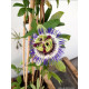 Passiflora caerulea