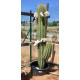 Trichocereus pasacana de 70-80 cm