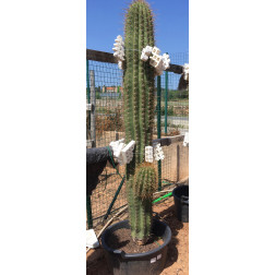 Trichocereus pasacana de 110 cm