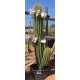 Trichocereus pasacana de 180 cm