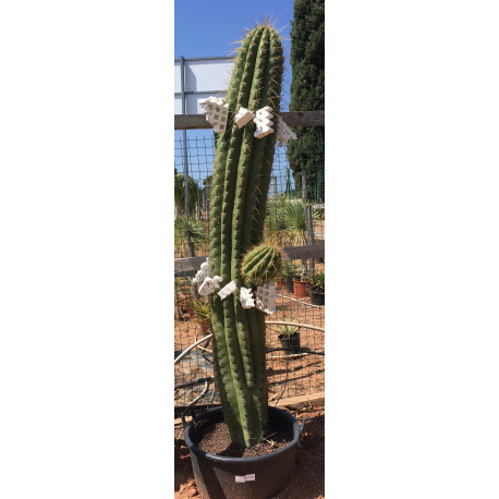 Trichocereus pasacana de 180 cm