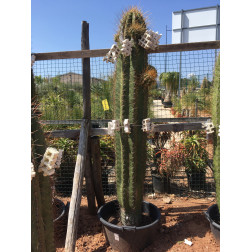 Trichocereus pasacana de 180 cm