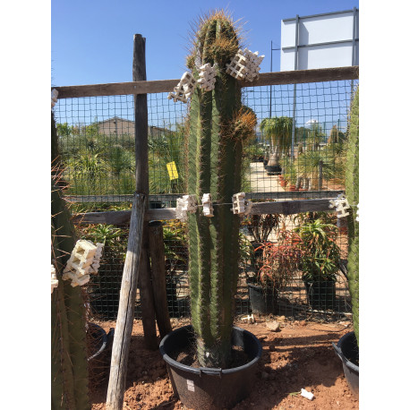 Trichocereus pasacana de 180 cm