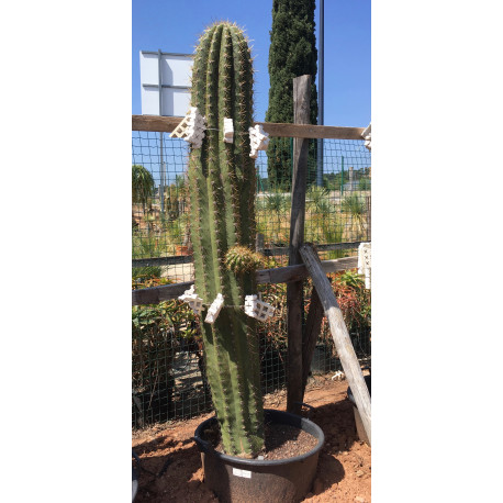 Trichocereus pasacana de 200 cm