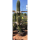 Trichocereus pasacana de 200 cm