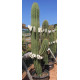 Trichocereus pasacana de 260 cm