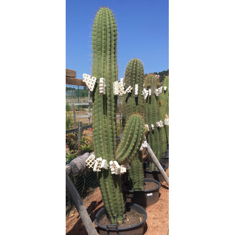 Trichocereus pasacana de 260 cm