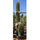 Trichocereus pasacana de 260 cm