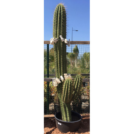 Trichocereus pasacana de 260 cm