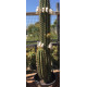 Trichocereus pasacana de 210 cm