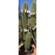 Trichocereus pasacana de 210 cm