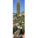 Trichocereus pasacana de 260 cm