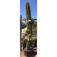 Trichocereus pasacana de 260 cm