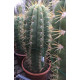 Trichocereus pasacana de 60/70CM