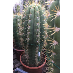 Trichocereus pasacana de 60/70CM