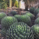 Agave victoria reginae