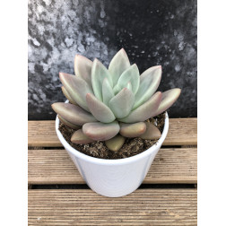 Pachyphytum Draco