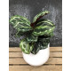 Calathea medaillon