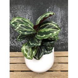 Calathea medaillon